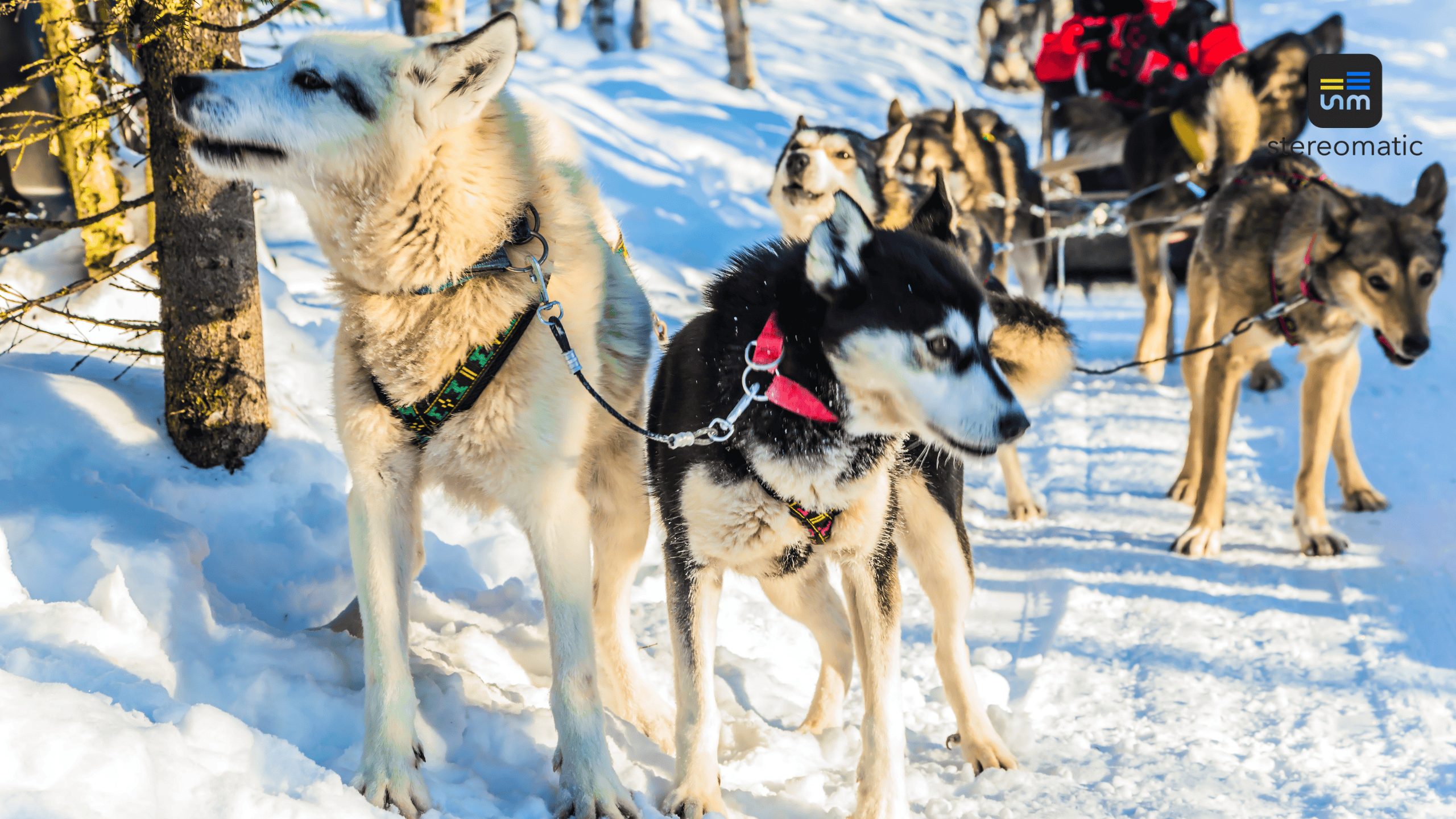 Psie zaprzęgi jako atrakcja team buildingowa podczas zimowego eventu integracyjnego w górach.